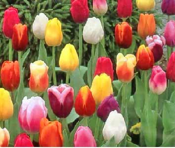 muti-hued-tulips.jpg