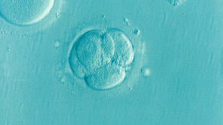 embryo-1514192__180